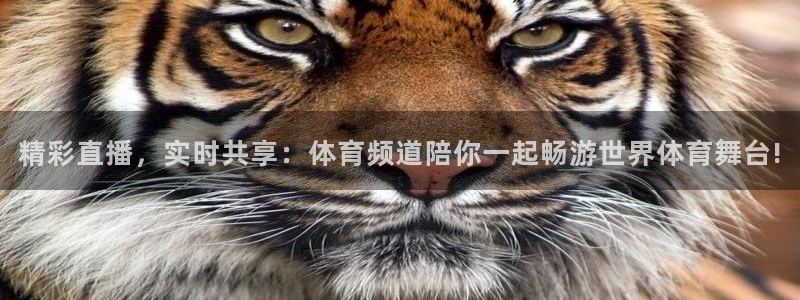 精彩直播，实时共享：体育频道陪你一起畅游世界体育舞台!