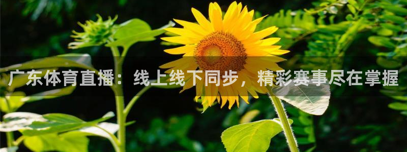 广东体育直播：线上线下同步，精彩赛事尽在掌握